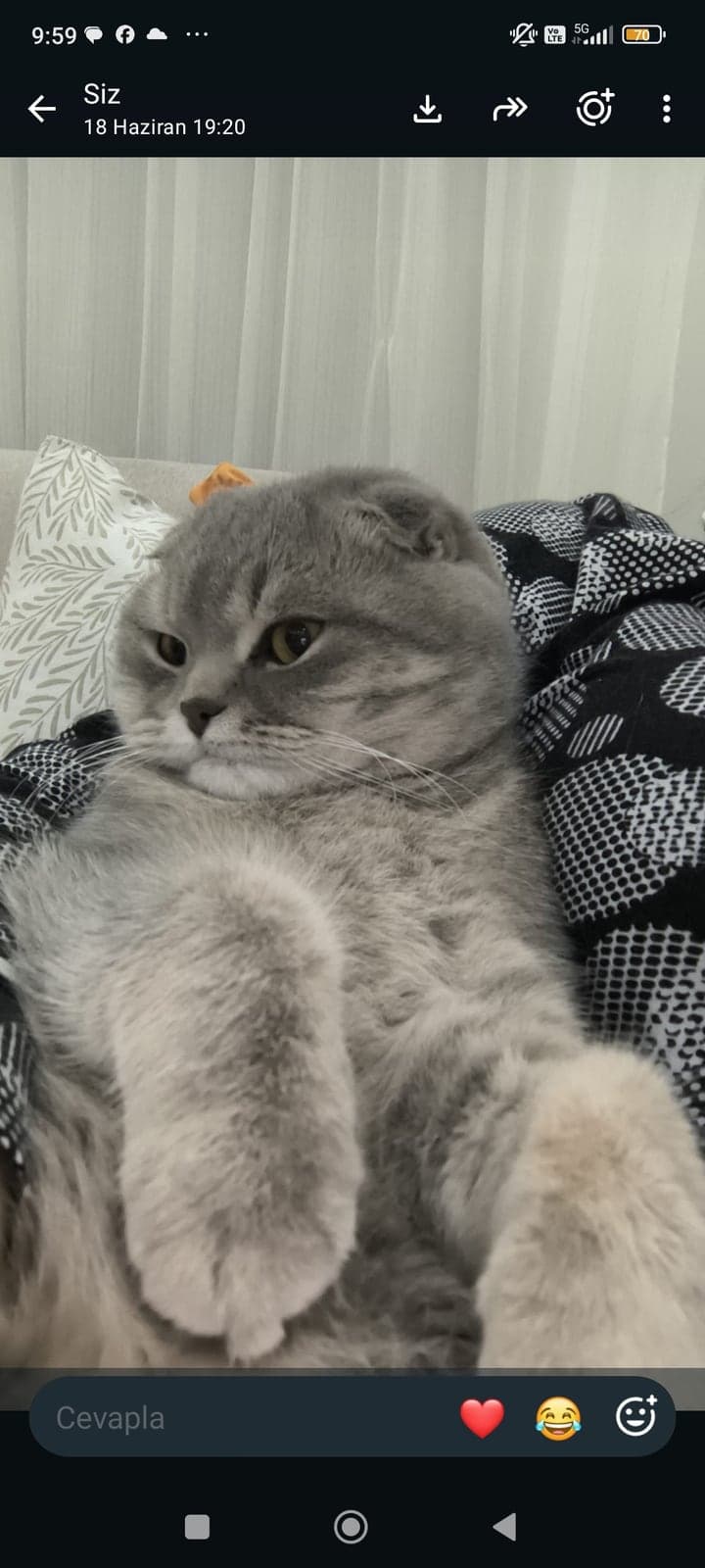 Paşa Scottish Fold Kedi, Kocaeli