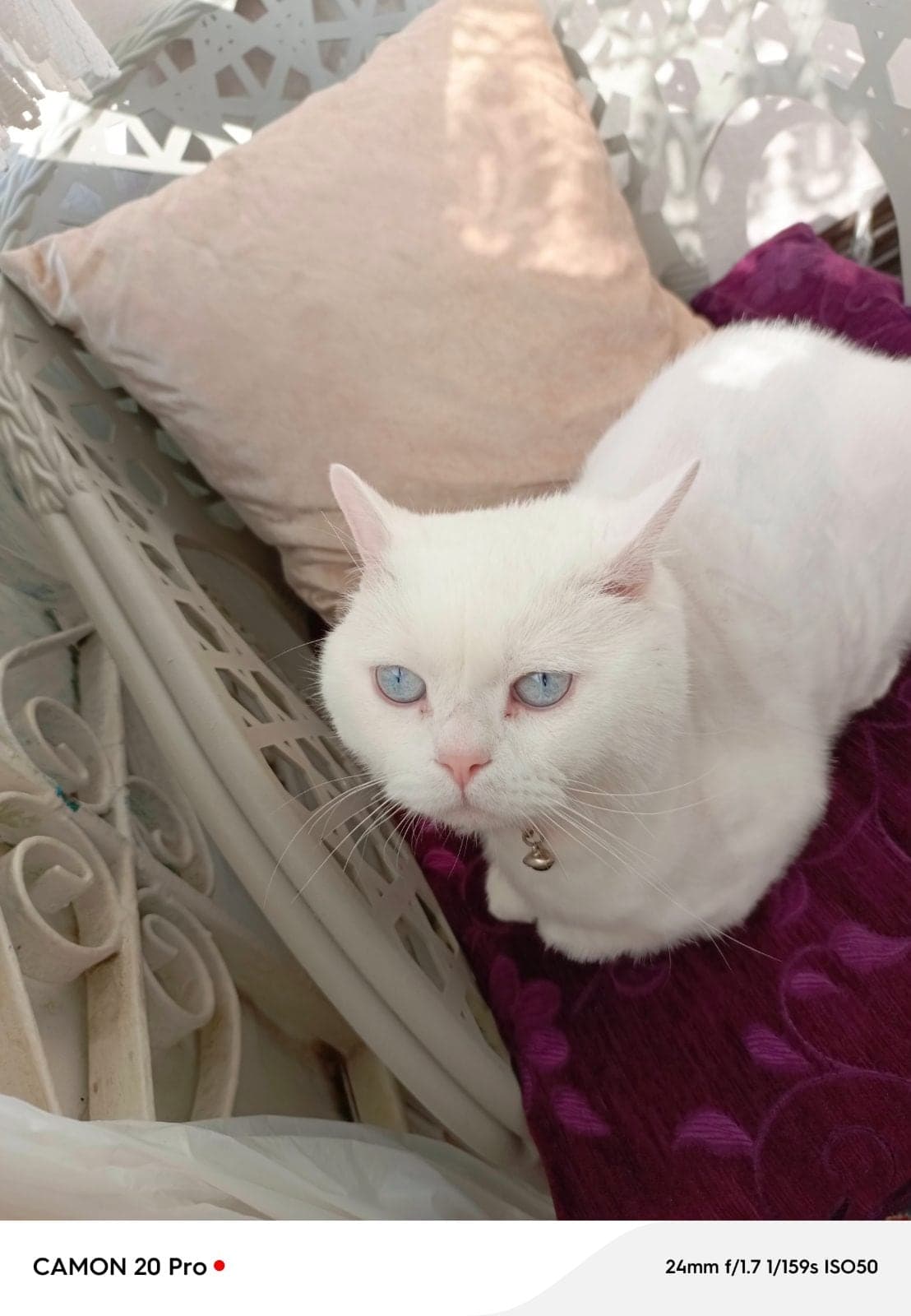 Bulut British Shorthair Kedi, Erzurum