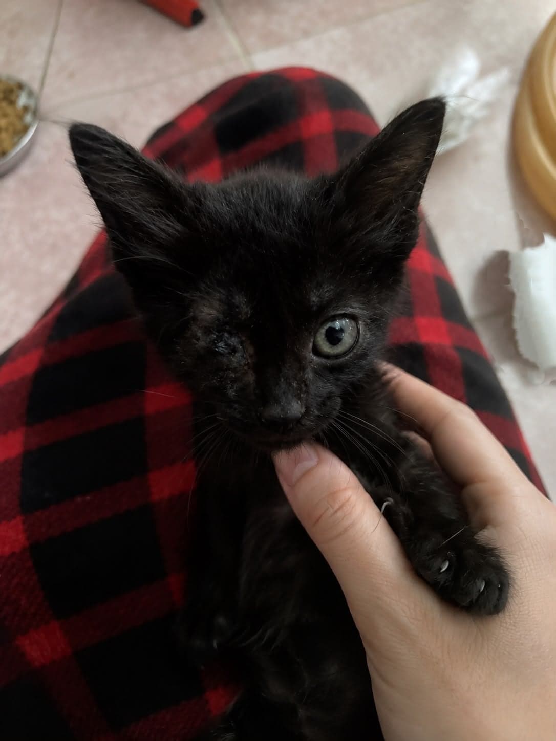 Korsan Mei Sokak Kedisi Kedi, İzmir