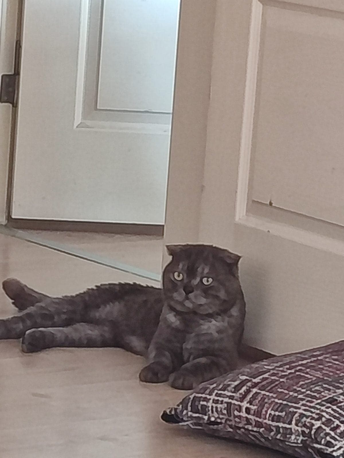 Ares British Shorthair Kedi, İzmir
