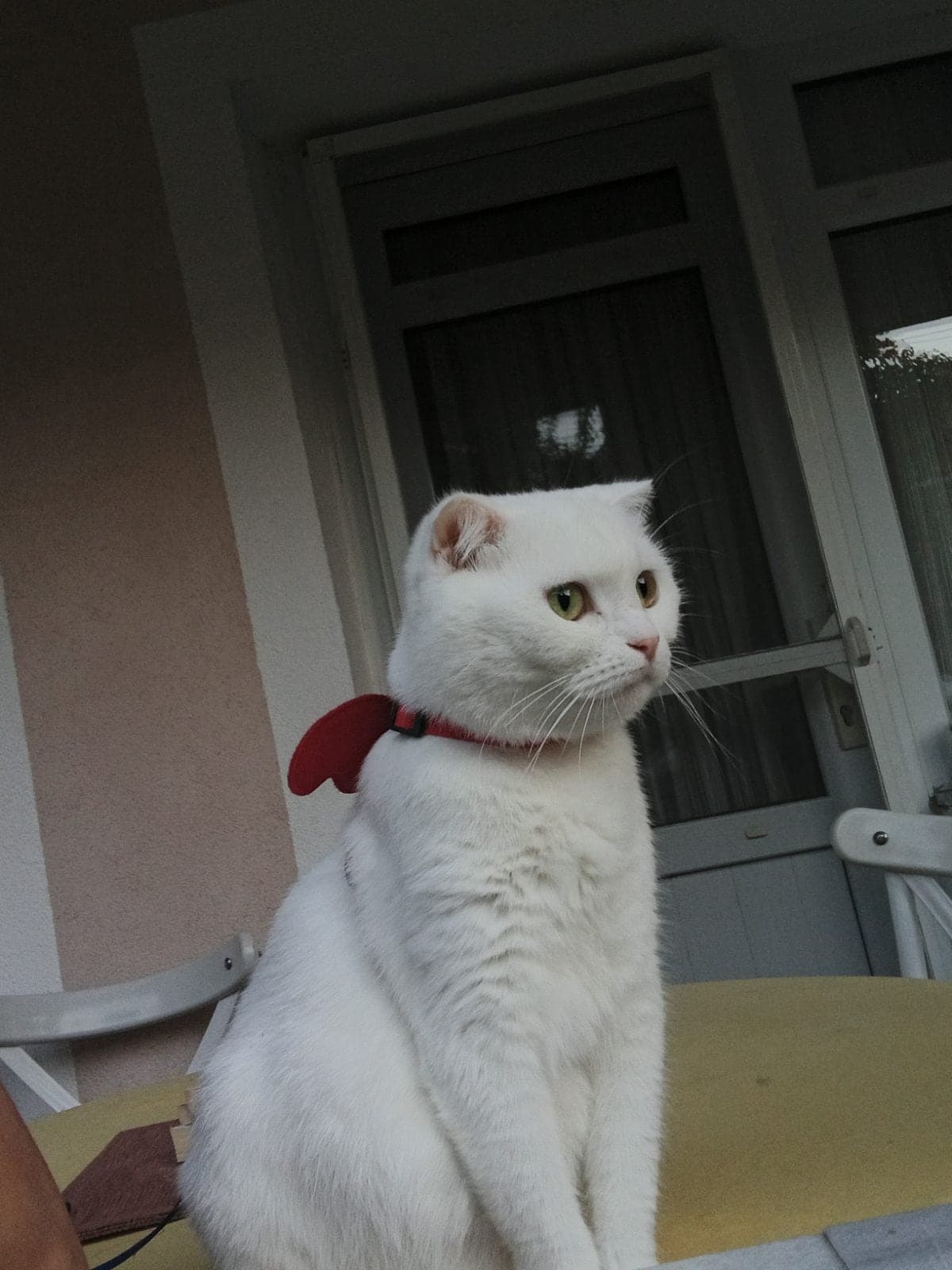 Hera Scottish Straight Kedi, Sakarya