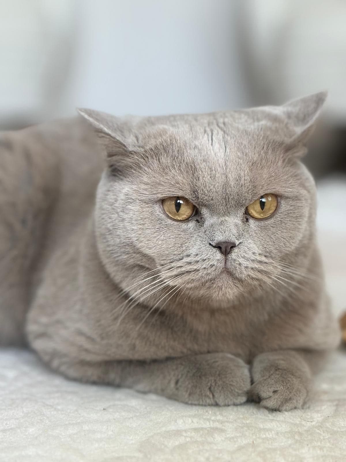 Thanos British Shorthair Kedi, Kocaeli