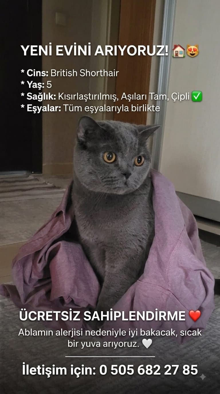 PAŞA British Shorthair Kedi, Ankara