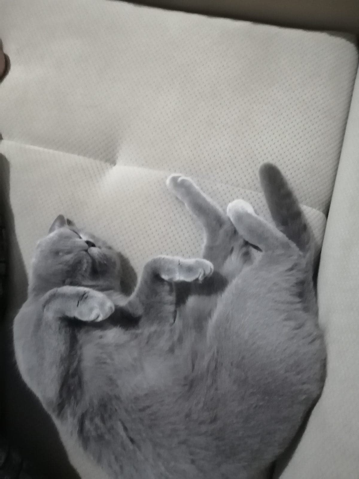 Hera British Shorthair Kedi, Bursa