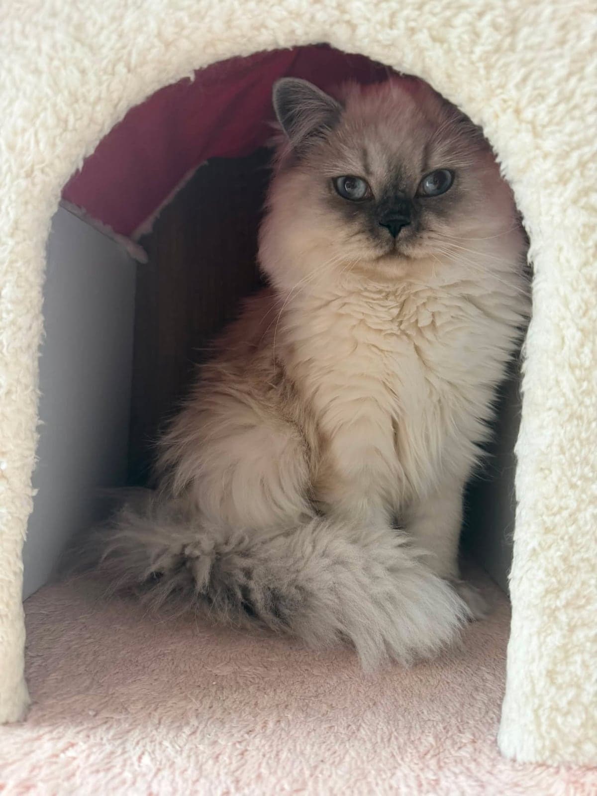 Pamuk Exotic Shorthair Kedi, Bursa