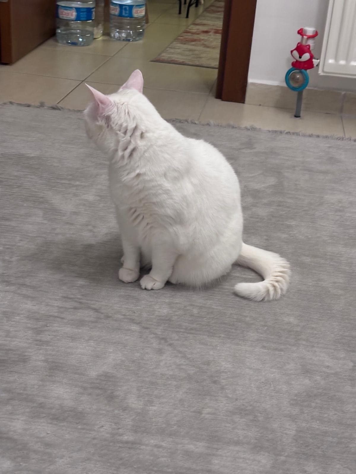 Kiraz Ankara Kedisi Kedi, Ankara