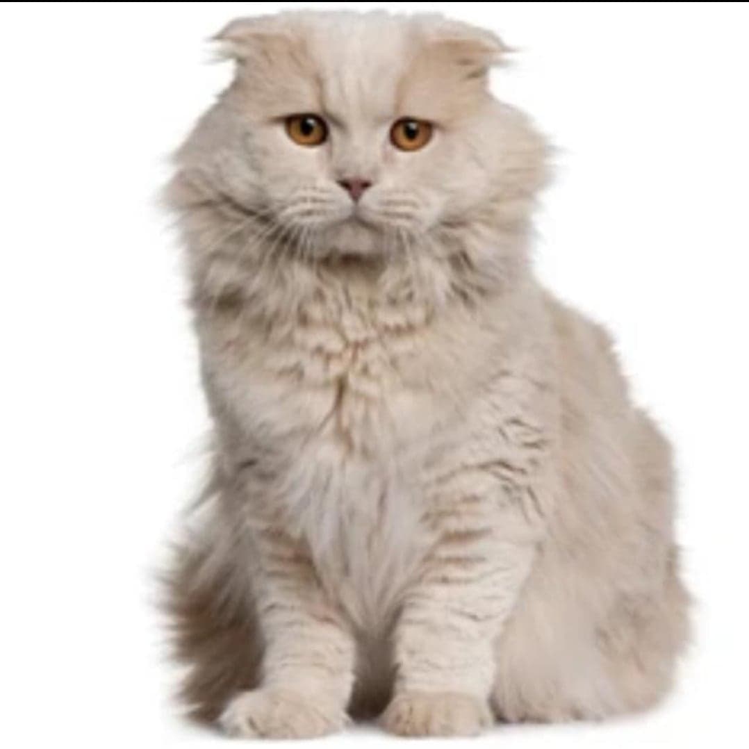 Artur Scottish Fold Kedi, Antalya