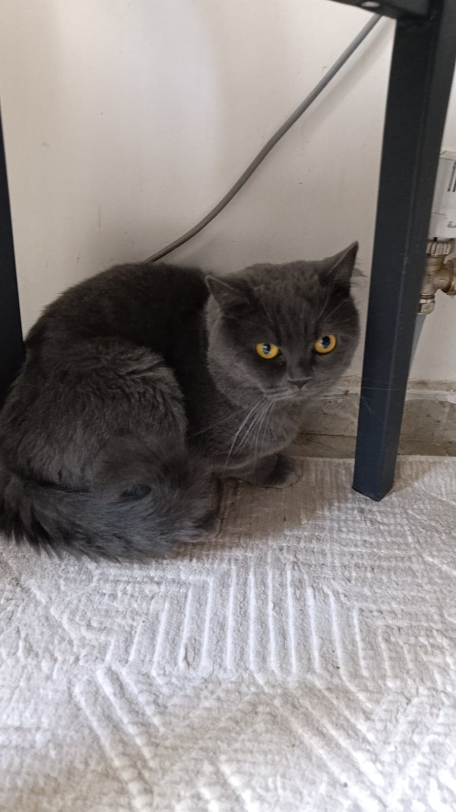Zeytin British Shorthair Kedi, Ankara