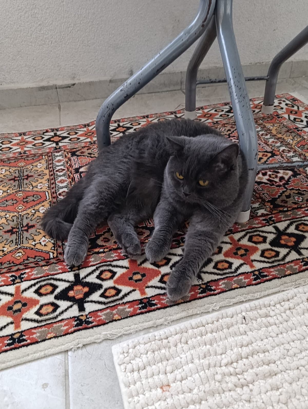 Zeytin British Shorthair Kedi, Ankara