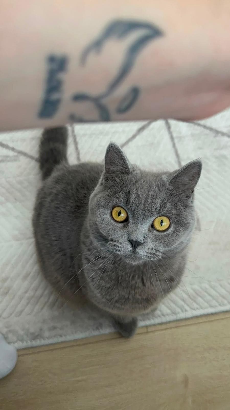 Bıdık British Shorthair Kedi, İstanbul