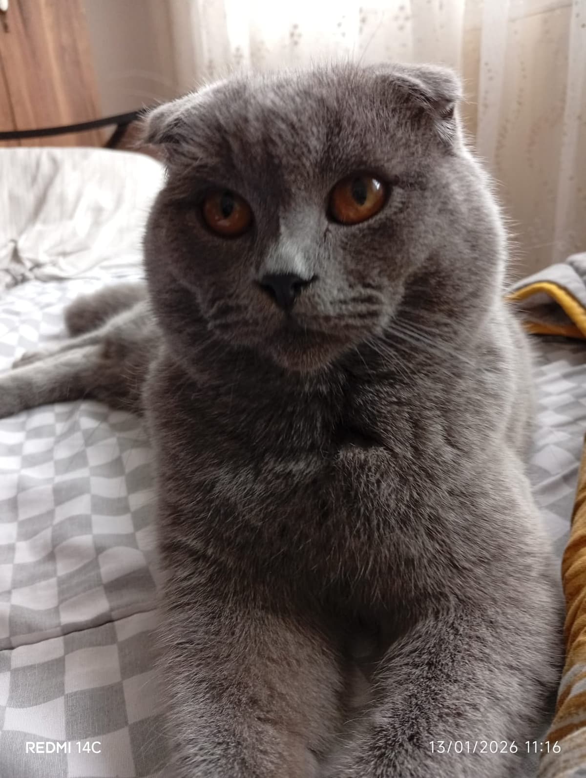 PAŞA British Shorthair Kedi, Ankara