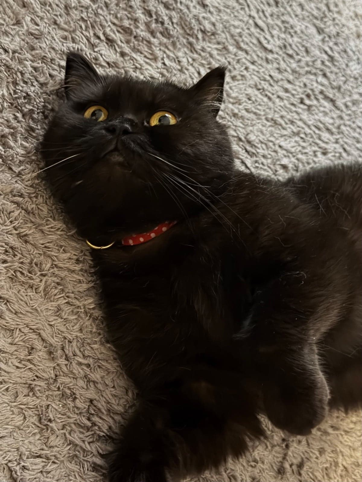 Dory British Shorthair Kedi, İzmir