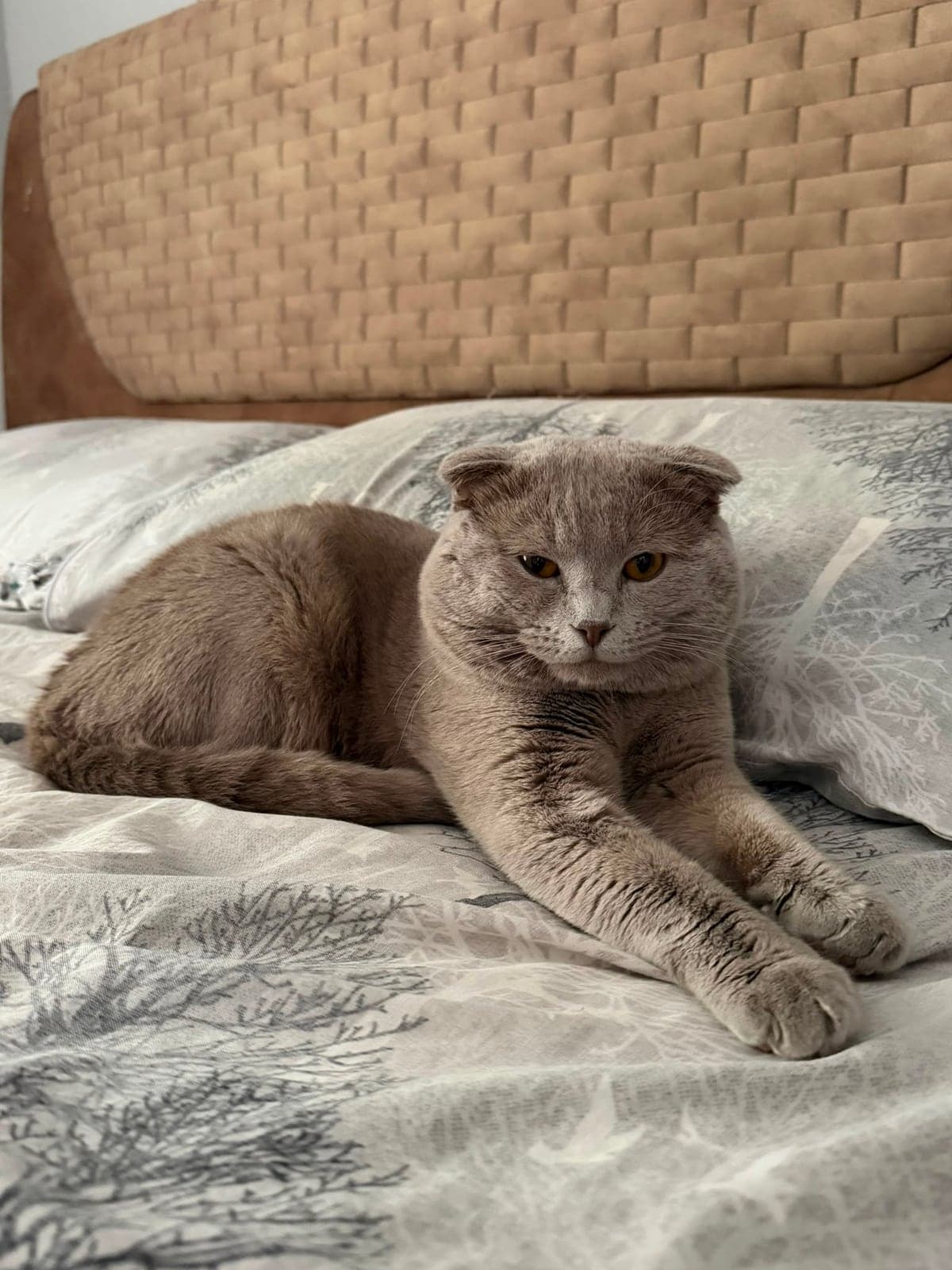 Ponçik Scottish Fold Kedi, İzmir