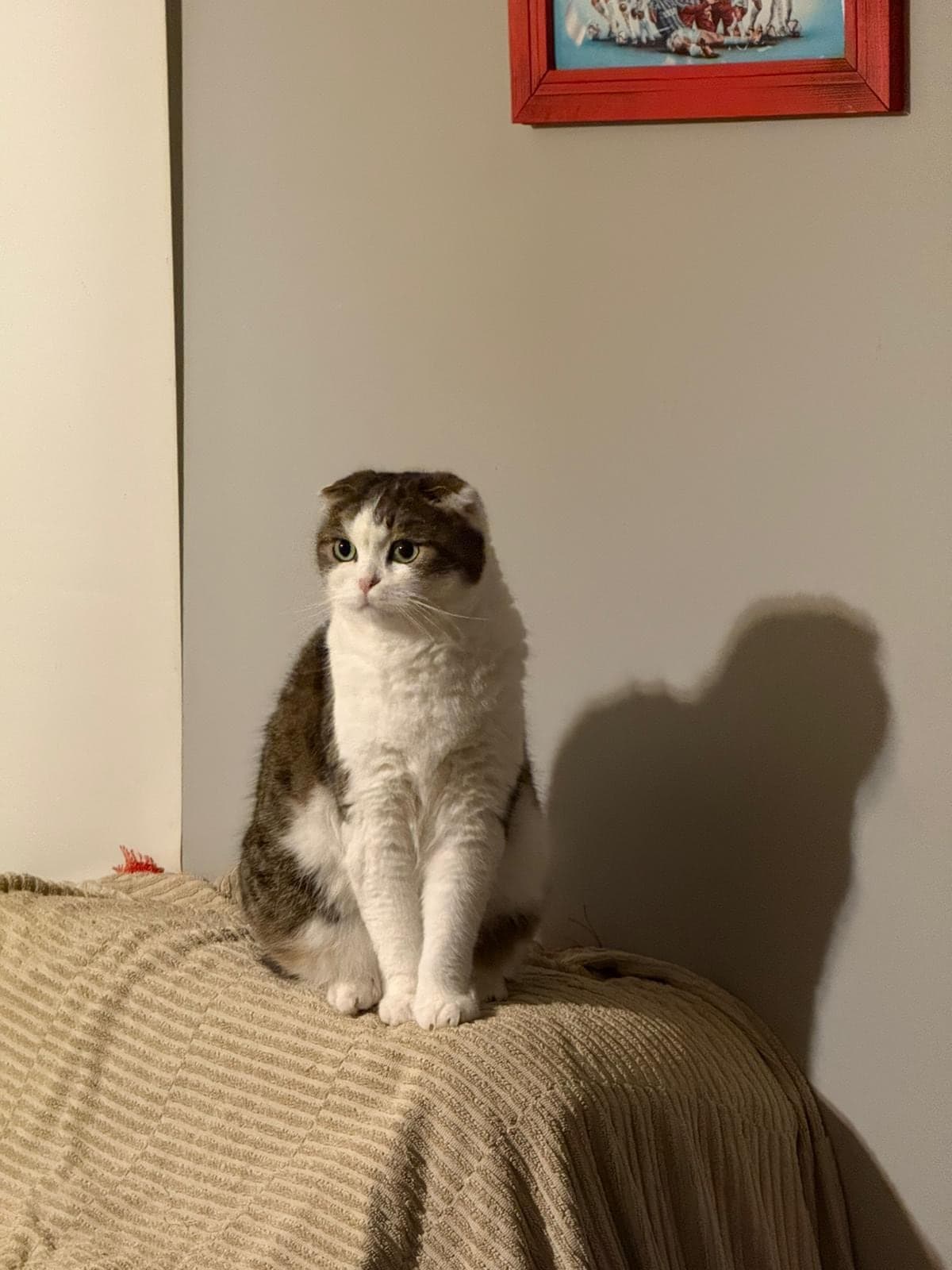 Cesur Scottish Fold Kedi, Trabzon