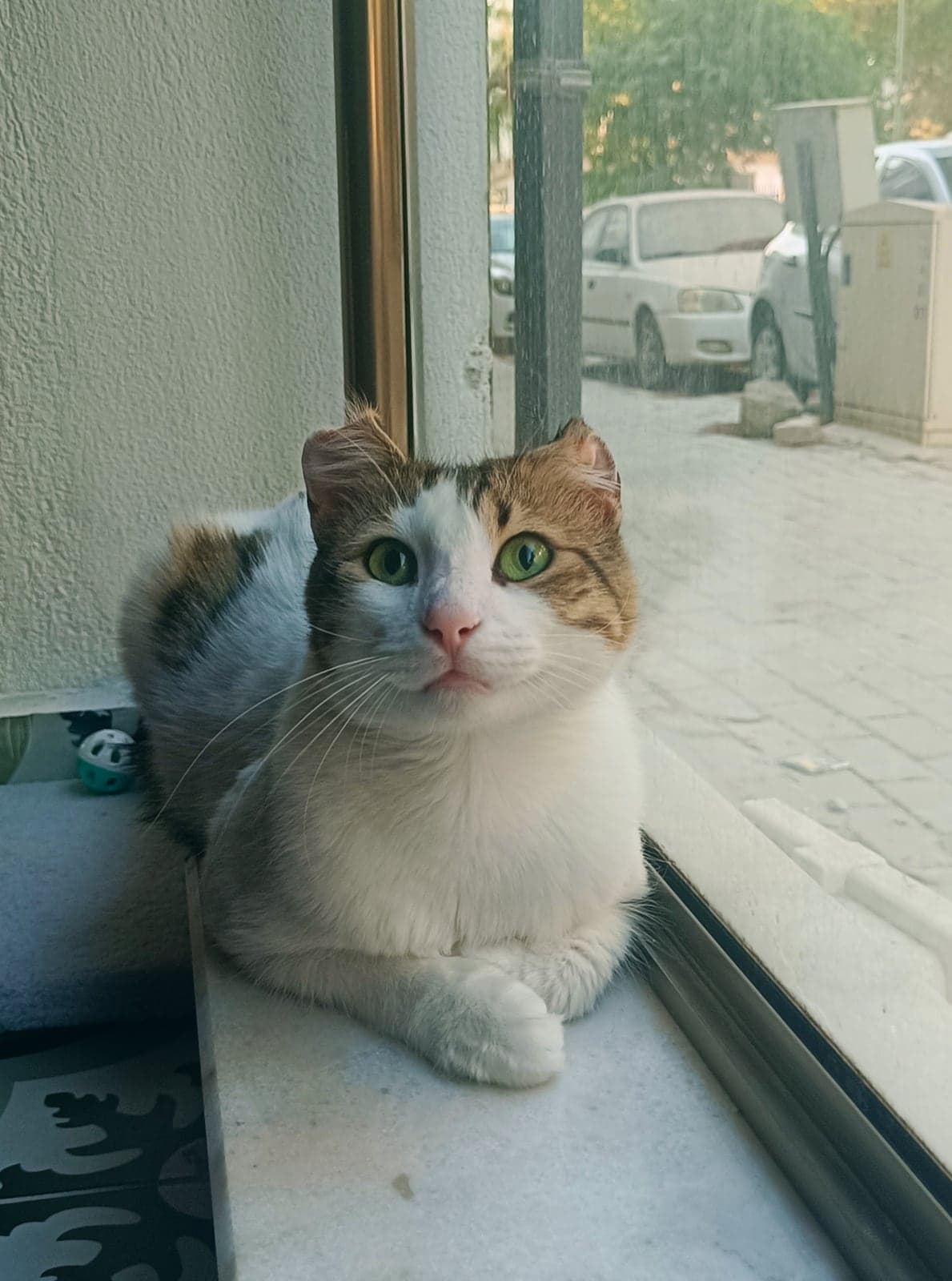 LİLA Tekir Kedi, Aydın