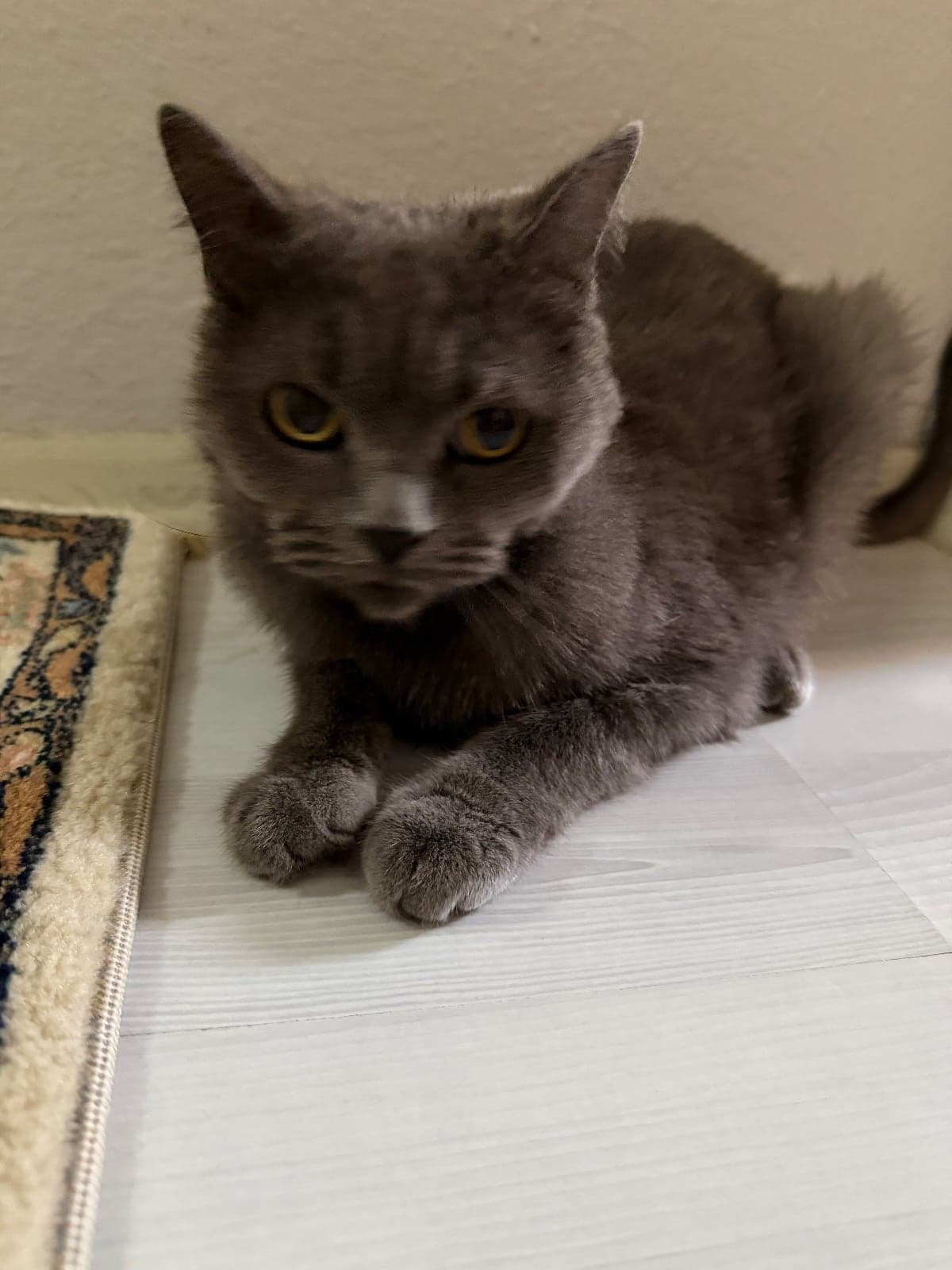 Şakir British Shorthair Kedi, İzmir