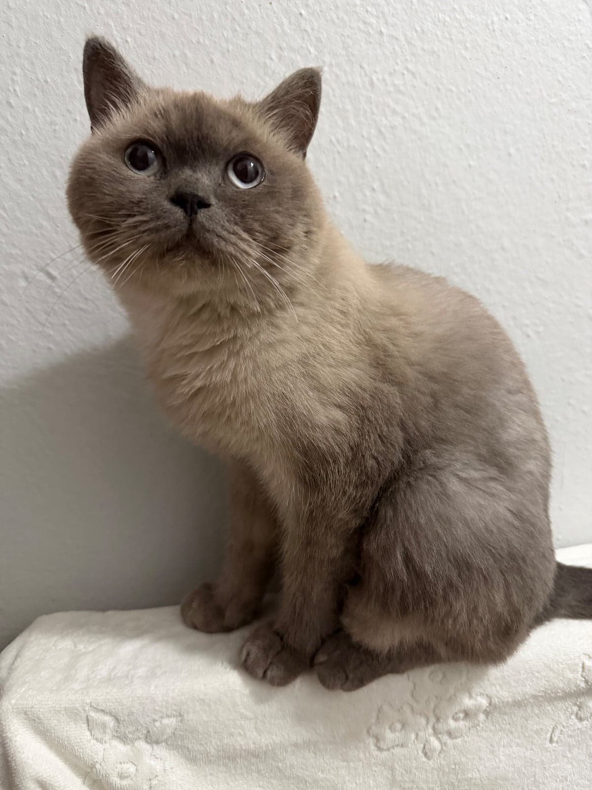 Melo British Longhair Kedi, İzmir