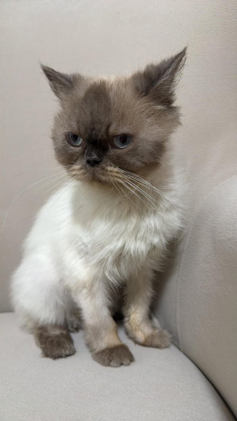 Asu British Longhair Kedi, İzmir