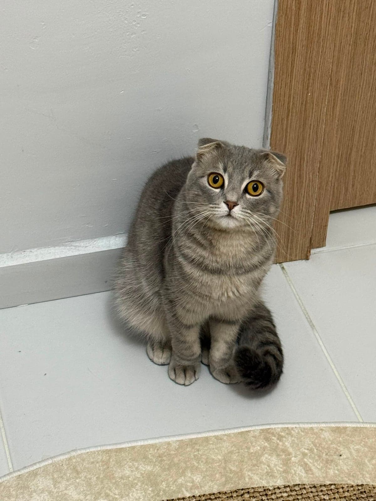 Mişa Scottish Fold Kedi, Bursa