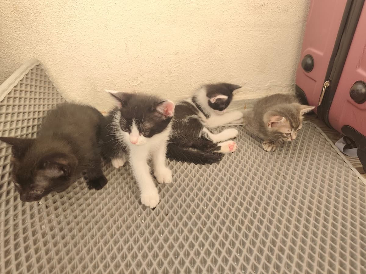 Ad yok Tekir Kedi, Antalya