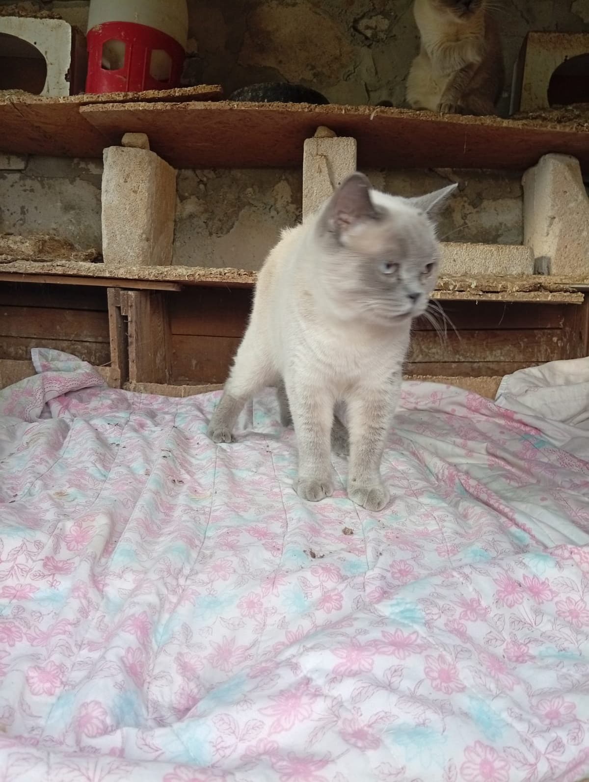 Biritiş British Shorthair Kedi, Malatya