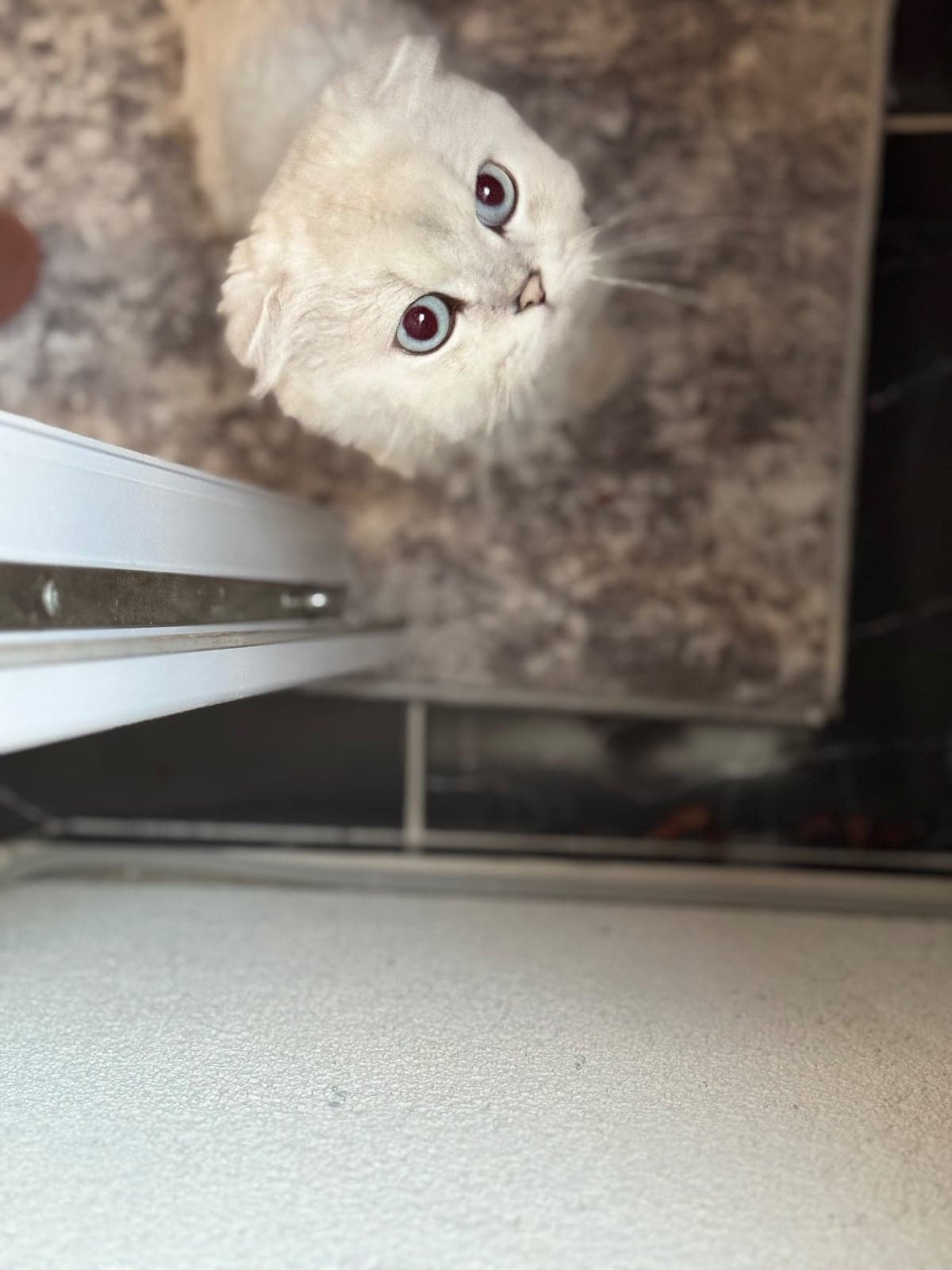 Pamuk Scottish Fold Kedi, Bursa