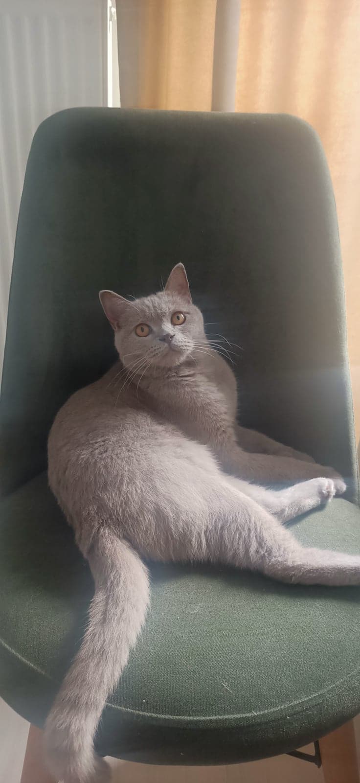 Leon British Shorthair Kedi, İstanbul
