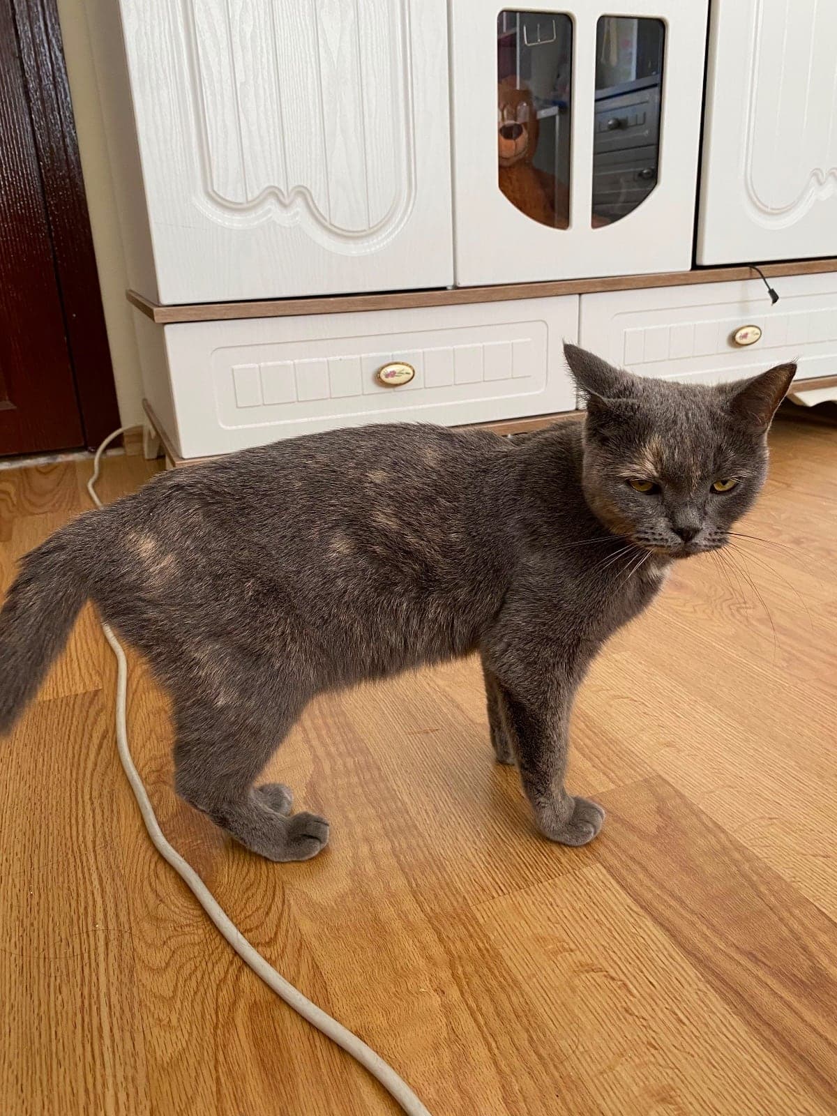 Sokağa Atılan Can British Shorthair Kedi, Ankara