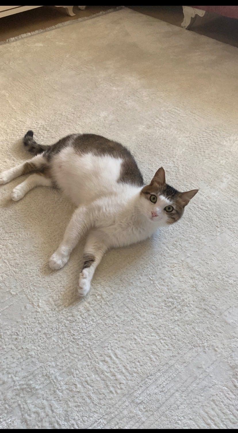 Minnoş Sokak Kedisi Kedi, İstanbul