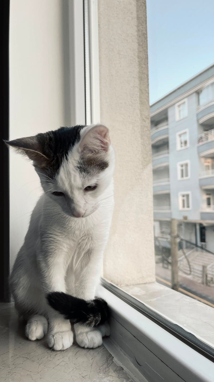 Benek Tekir Kedi, Kırşehir