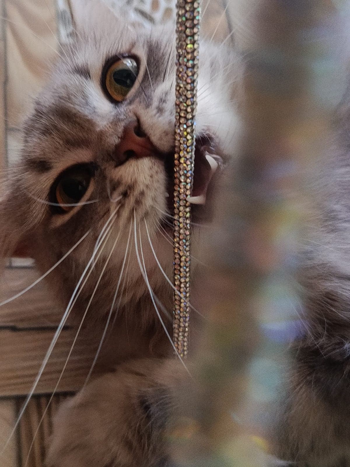 Duman British Longhair Kedi, Sakarya