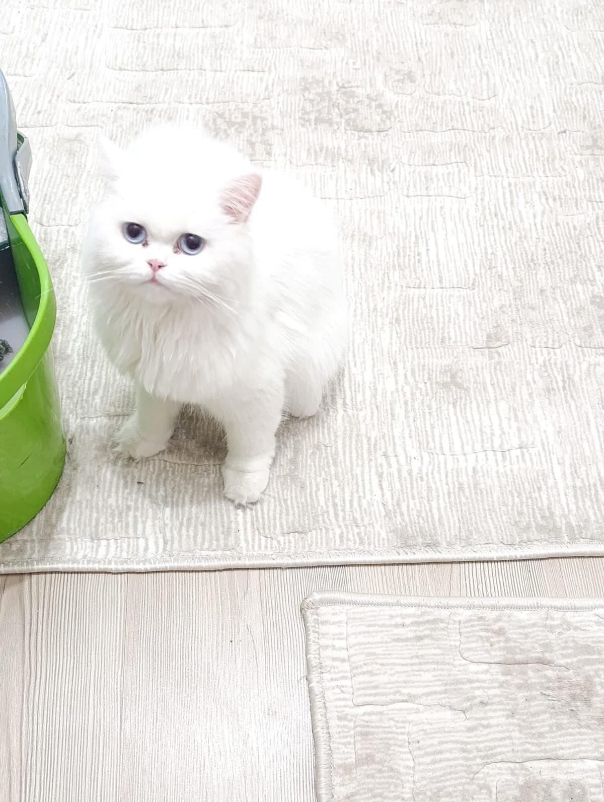barbi British Longhair Kedi, Bursa