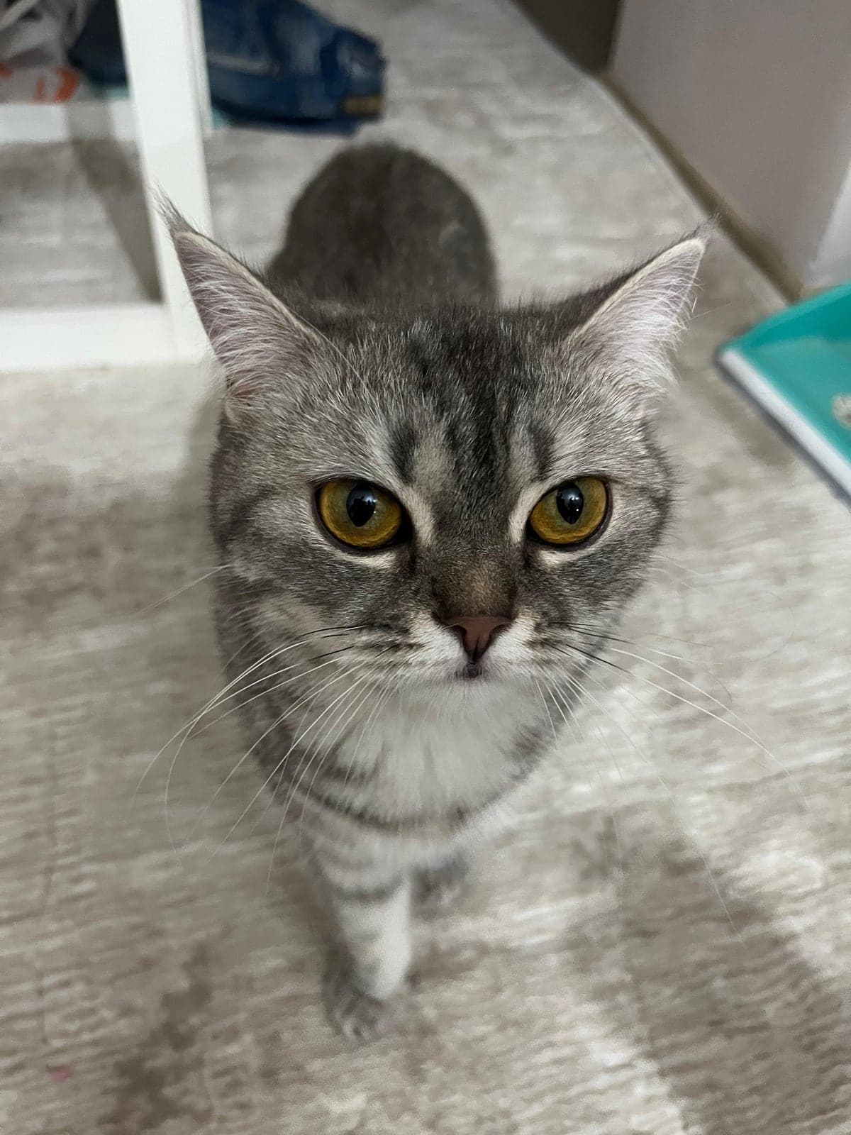 peri British Shorthair Kedi, Bursa