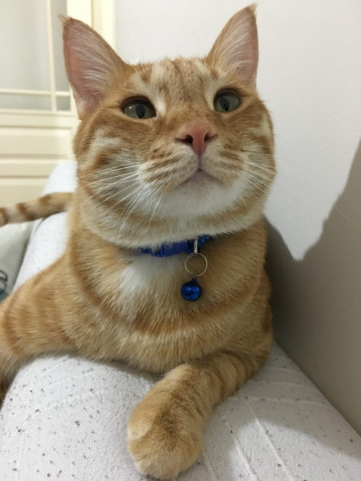 Petito Tekir Kedi, Eskişehir