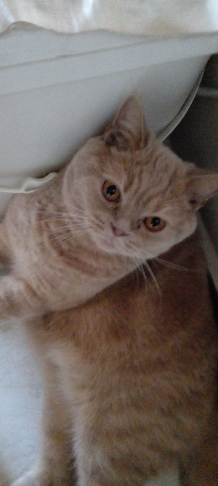 Zeus British Shorthair Kedi, İzmir