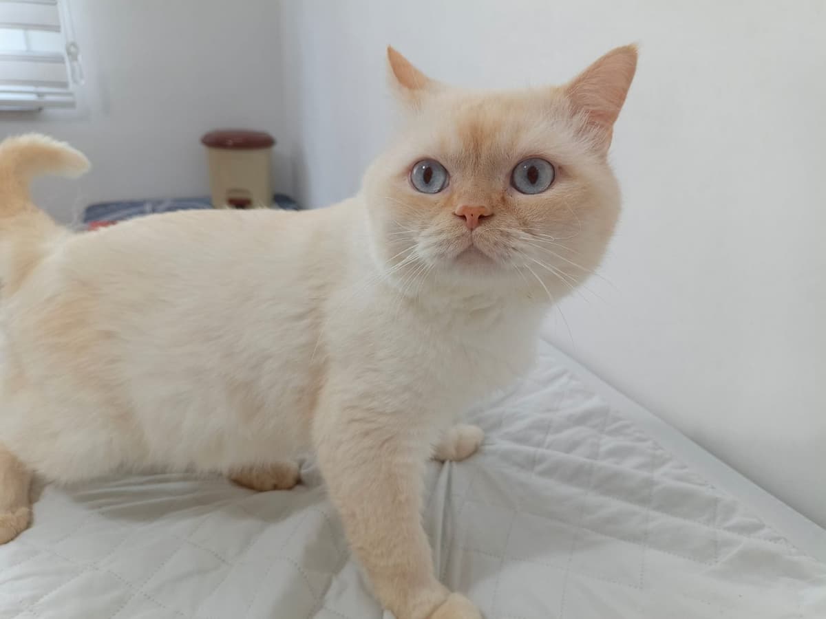 Gırgır British Shorthair Kedi, İstanbul
