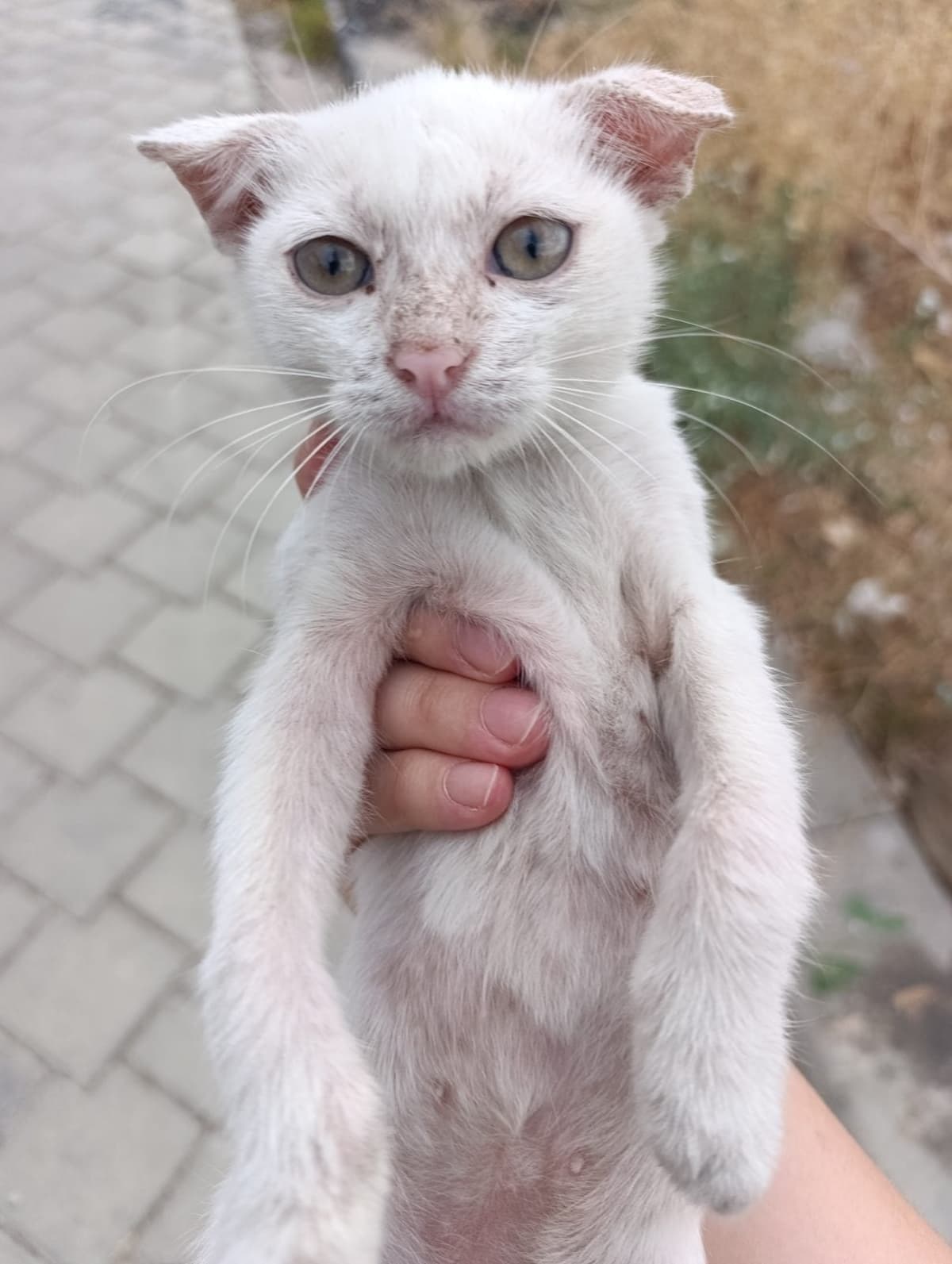 .. Scottish Fold Kedi, Denizli