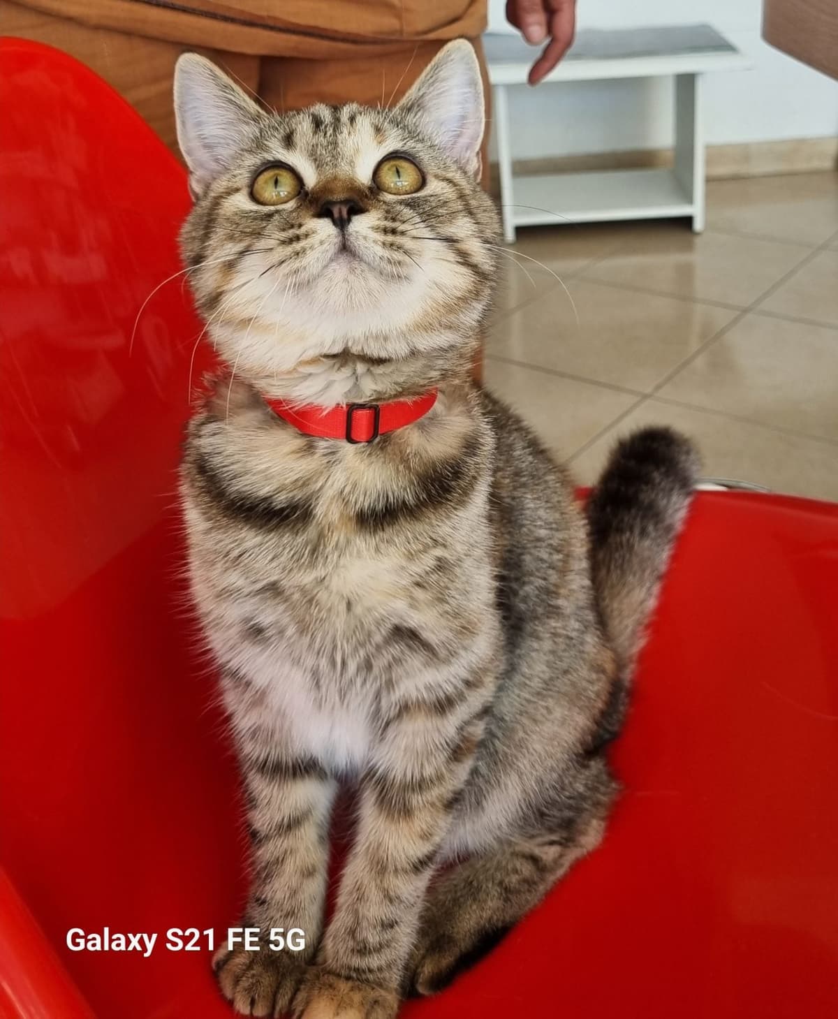 Ceviz British Shorthair Kedi, Ankara