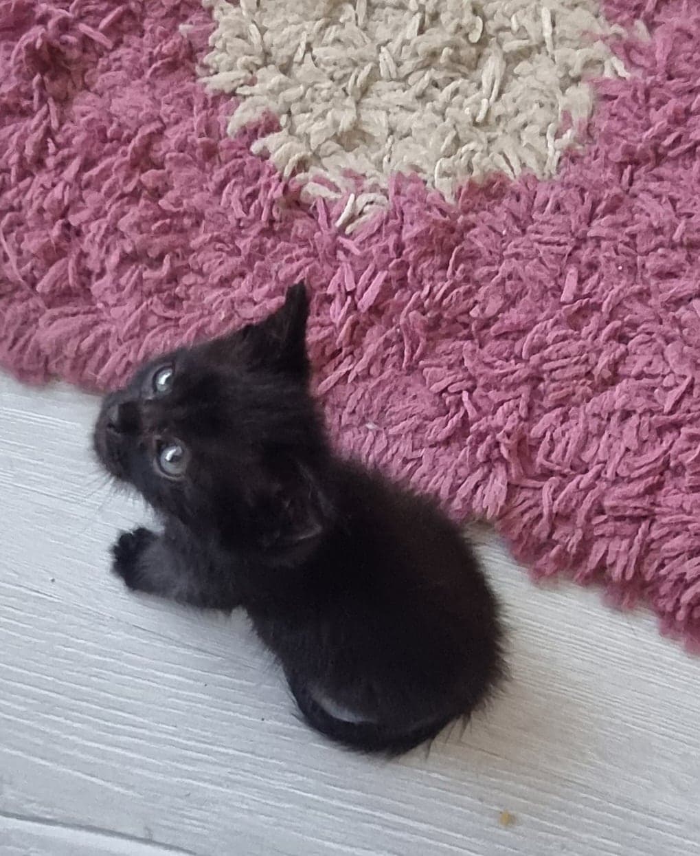 Pars Tekir Kedi, Ankara
