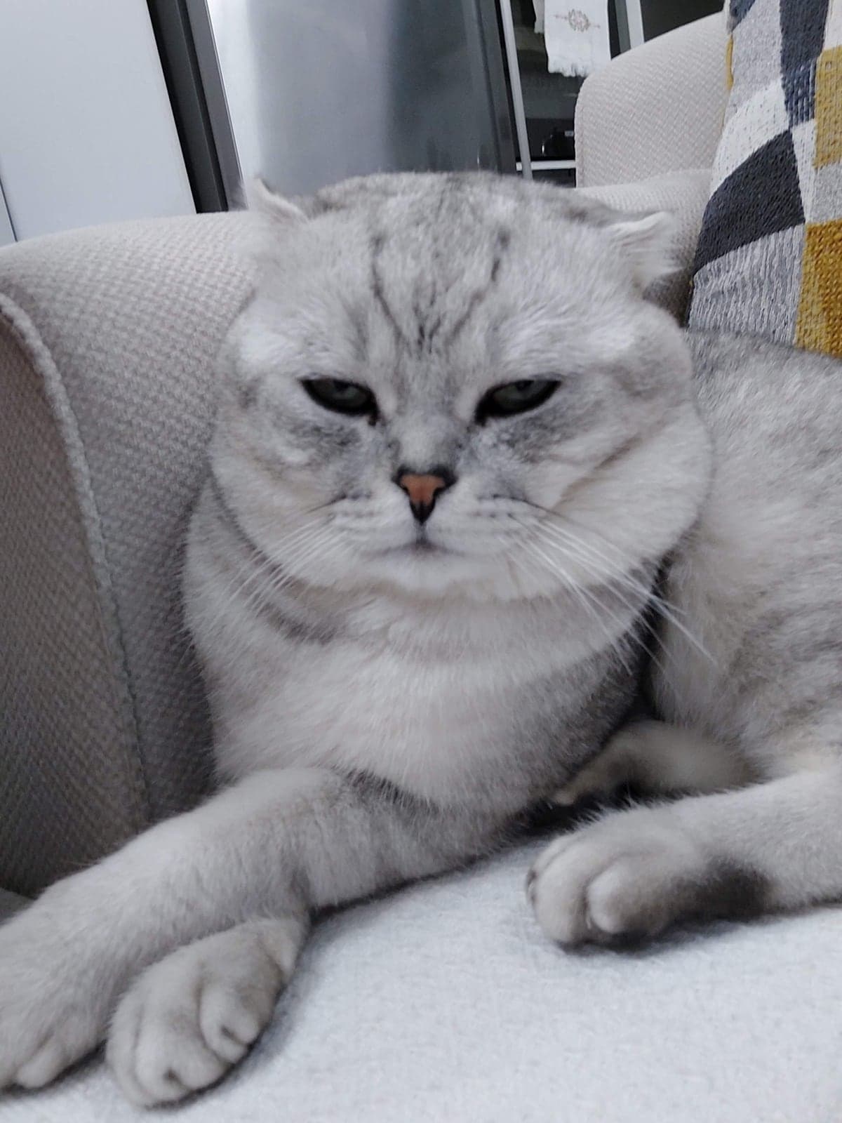 Rio Scottish Fold Kedi, Ankara