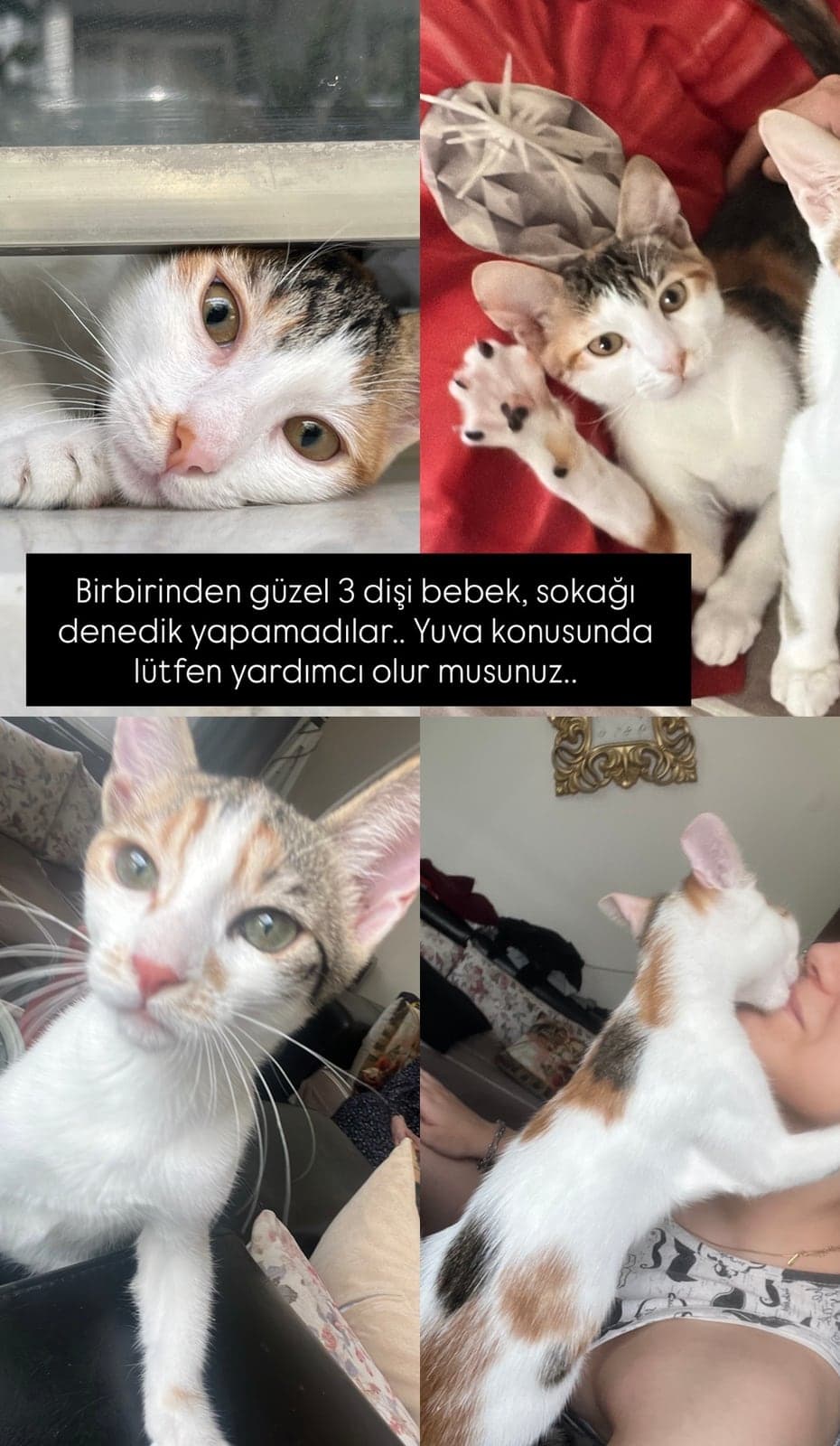 Calico Melez Kedi, Manisa
