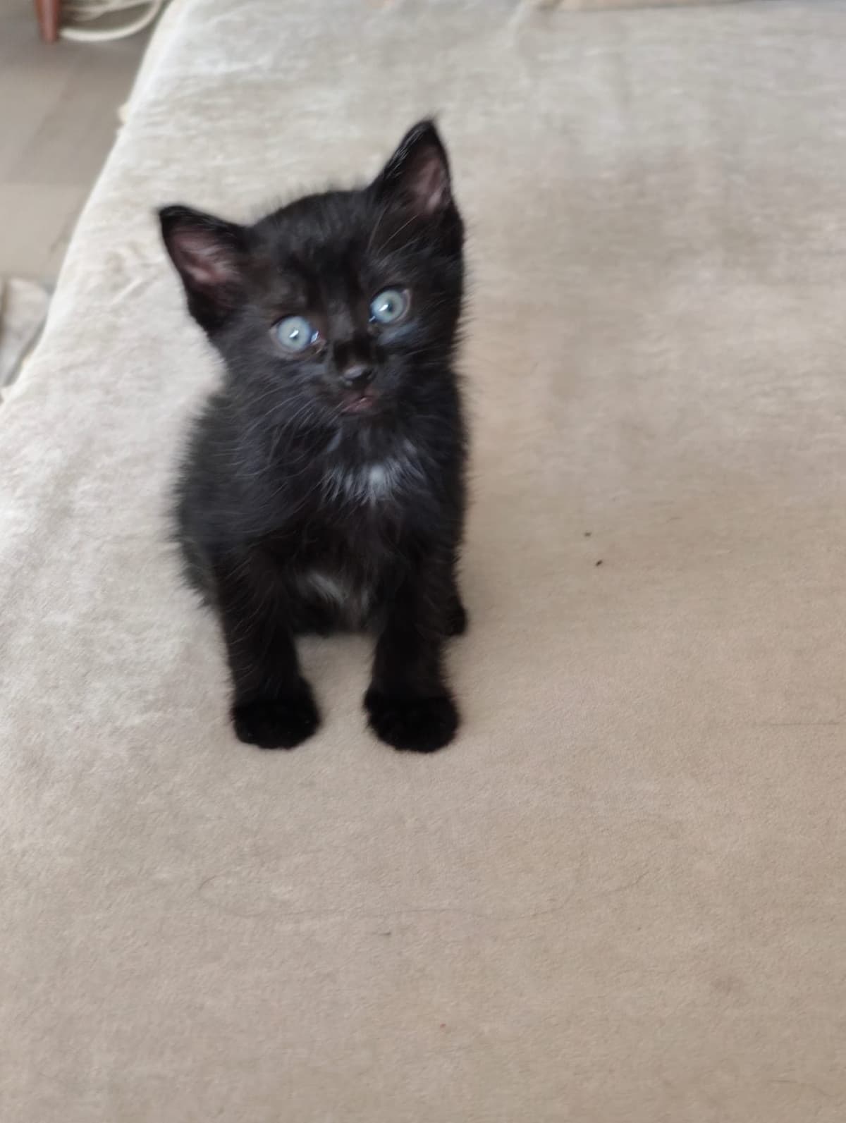 Kedi Bilmiyorum Kedi, Eskişehir