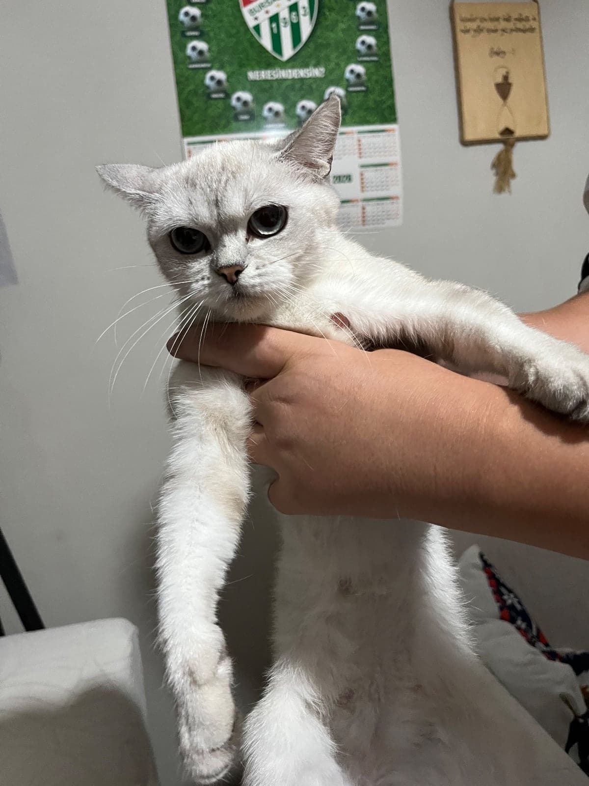 Can ve Sütlaç British Shorthair Kedi, Bursa