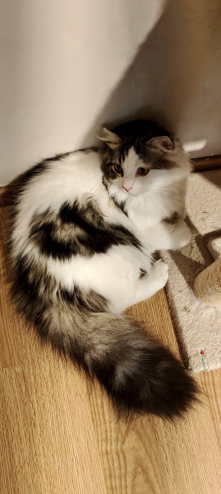 kedi Bilmiyorum Kedi, İstanbul