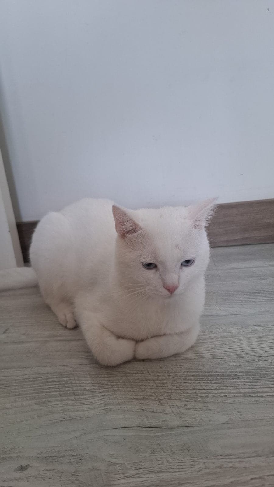 Vanilya British Shorthair Kedi, Antalya