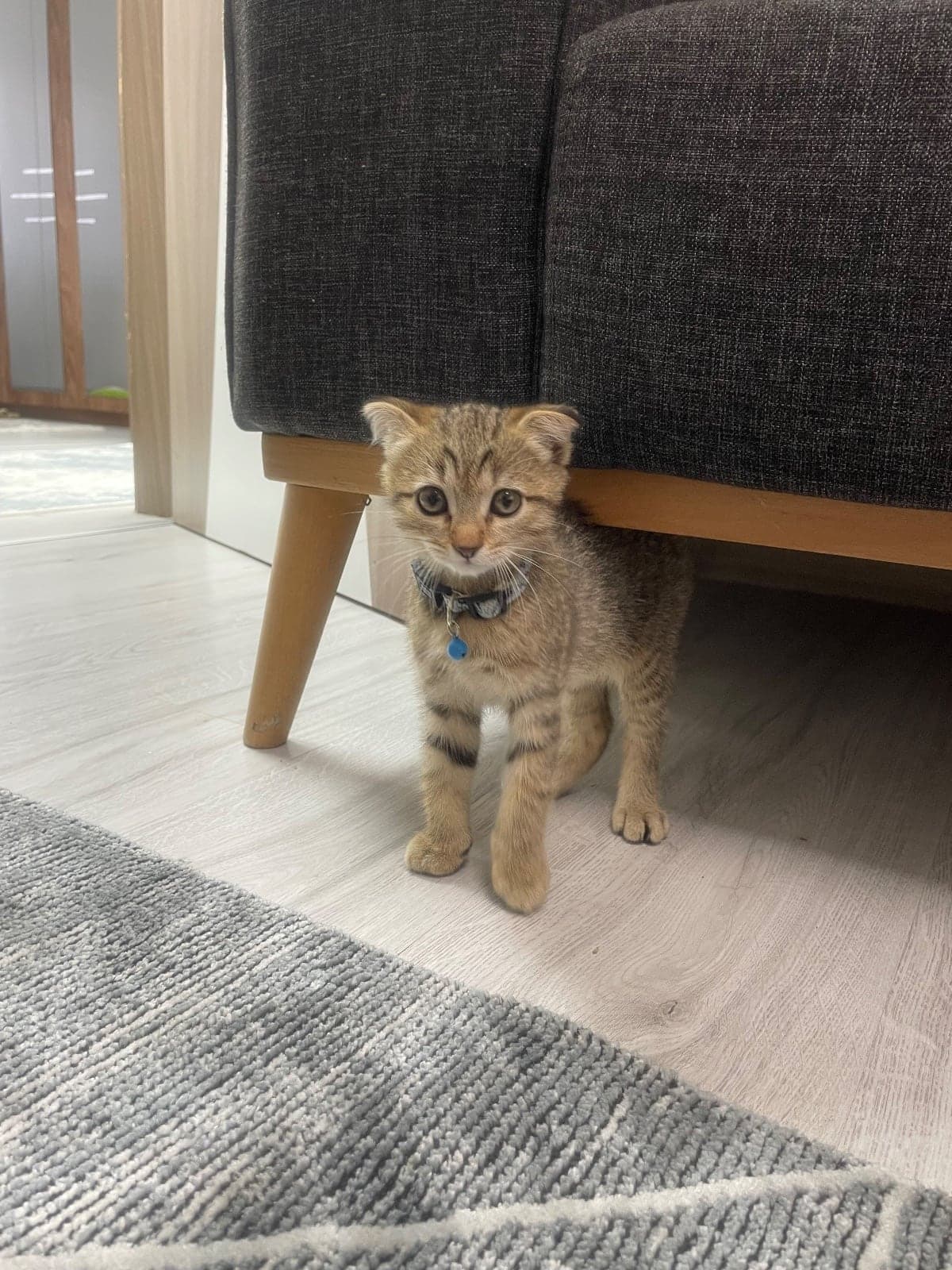 Pars Scottish Fold Kedi, Manisa
