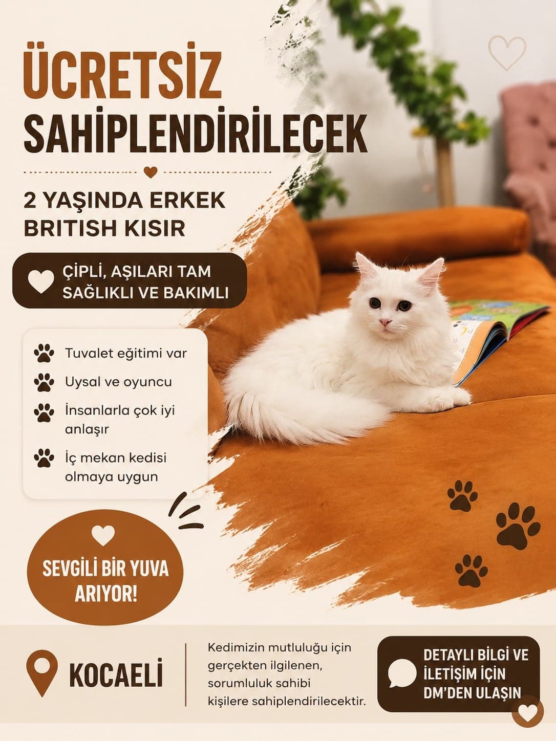 Bilmiyorum British Longhair Kedi, Kocaeli