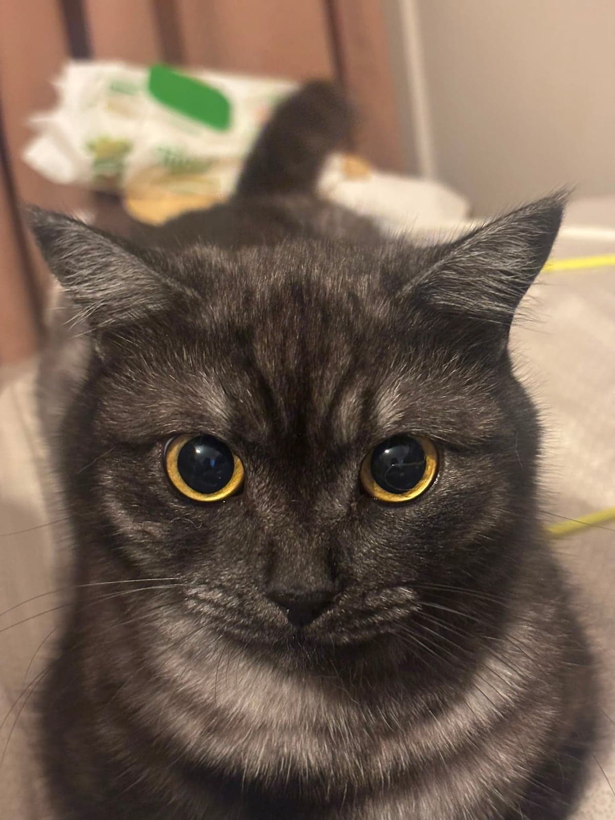 Dobi Melez Kedi, İstanbul