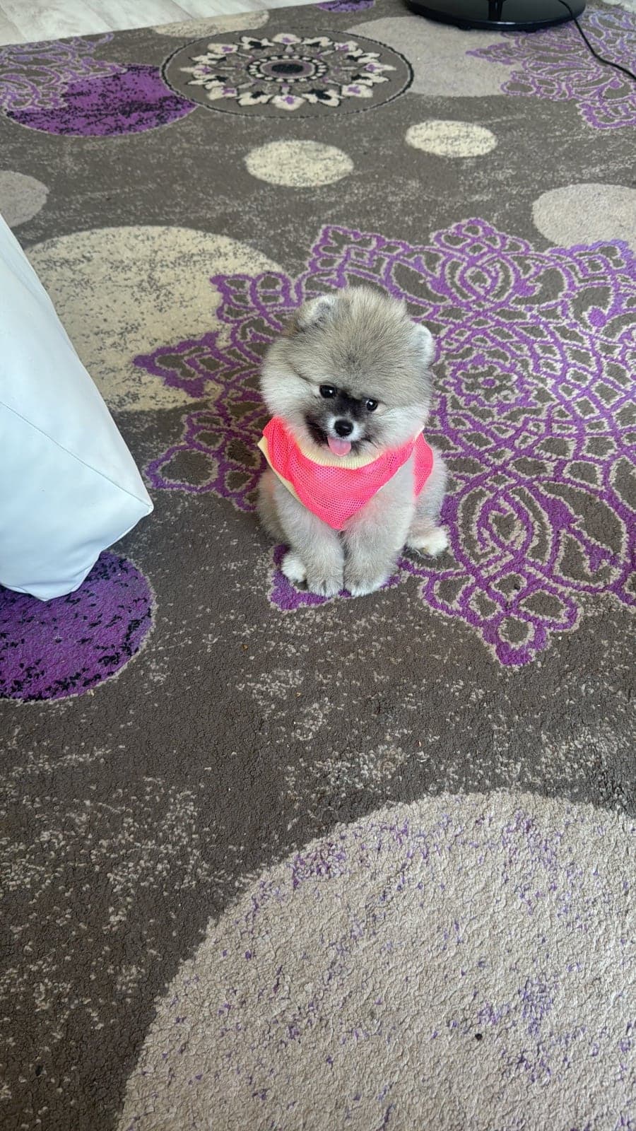 Mia Pomeranian Köpek, İstanbul