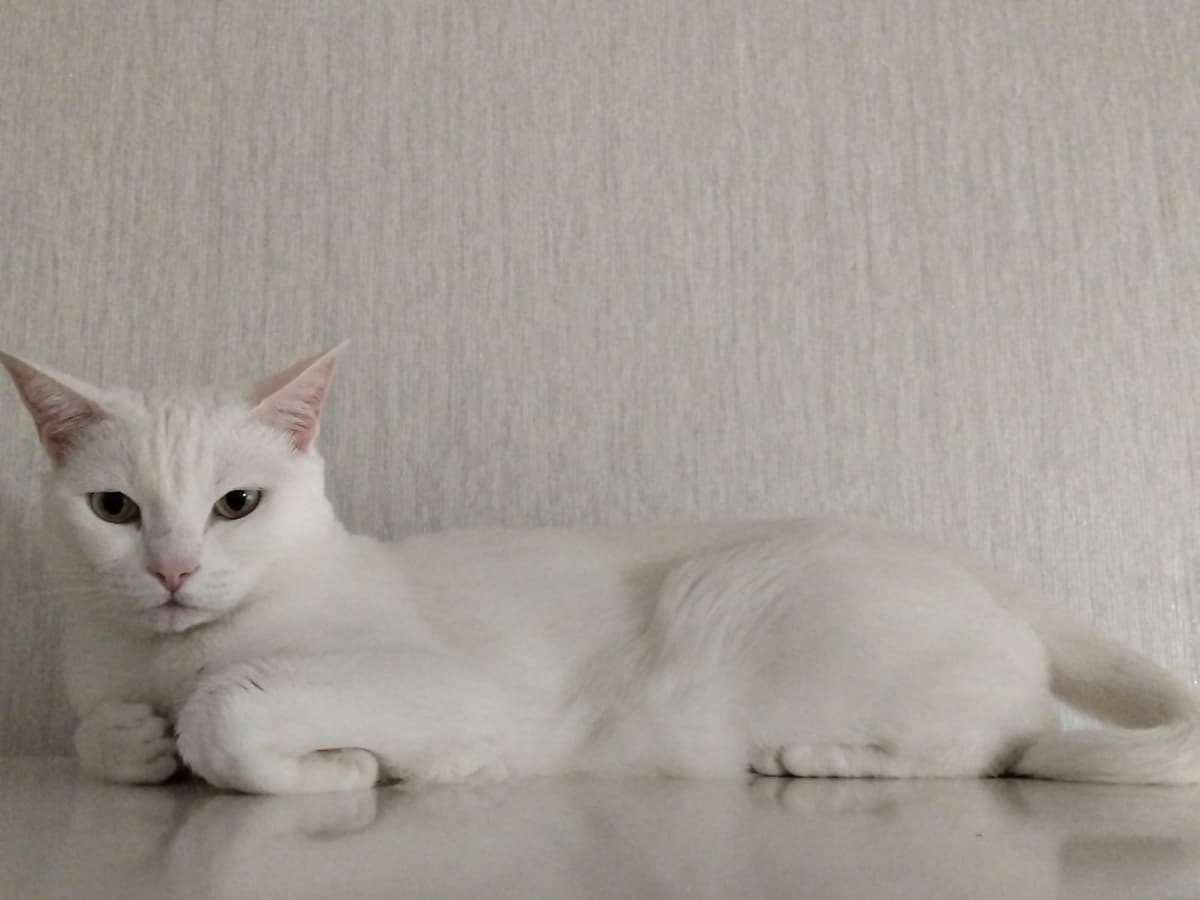 Anael Ankara Kedisi Kedi, Ankara